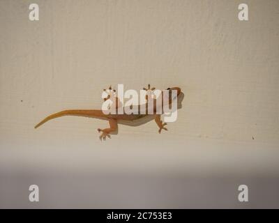 Gemeine Hauseidechse / Hausgecko (Hemidactylus frenatus) kriecht auf einer Wand in Südostasien, Singapur Stockfoto