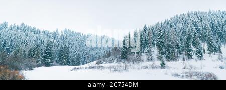 Schneebedecktes Pinienwaldpanorama auf der Hohen Tatra, Slowakei Stockfoto