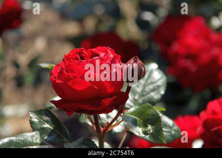 Rose Nostalgie im Flora Rosarium im Dorf Boskoop in den Niederlanden in roter Farbe Stockfoto