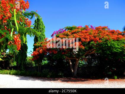 Schöner blühender tropischer Baum Stockfoto