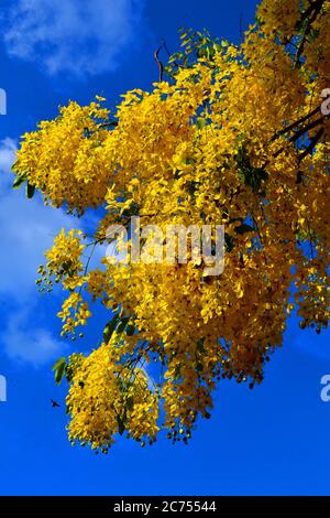 Schöner blühender tropischer Baum Stockfoto