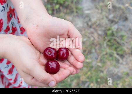 Rote Sauerkirschen an den Händen. Bio-Food-Konzept. Gesunde Vitamine. Stockfoto