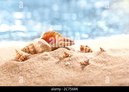 Muscheln an einer tropischen Küste, die auf goldenem Sand unter der heißen Sommersonne liegt. Für Text platzieren. Stockfoto