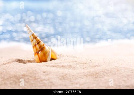 Große bunte Muschel auf einem tropischen gelben Sandstrand vor blauem Meeresgrund. Für Text platzieren, Nahaufnahme. Stockfoto