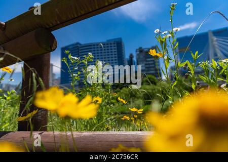 Pangyo Techno Valley Natur mit Coreopsis drumondii Stockfoto