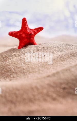 Schöne rote Seesterne stehen im Sand am Strand. Selektiver Fokus. Stockfoto