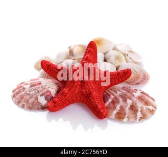 Farbige Muscheln und Seesterne isoliert auf weißem Hintergrund. Stockfoto