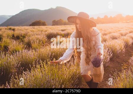 Der außergewöhnliche Tag auf einer Lavendelplantage Stockfoto