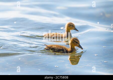 Nahaufnahme von zwei mallard Ente (Anas platyrhynchos) Küken schwimmen auf der Oberfläche. Stockfoto