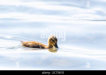 Nahaufnahme einer mallard Ente (Anas platyrhynchos) Küken schwimmen auf der Oberfläche. Stockfoto