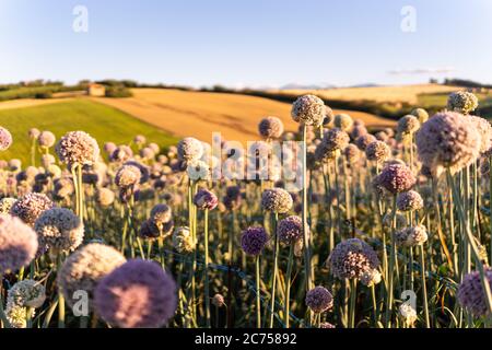 Knoblauchblüten Feld in der Region Marken, Italien Stockfoto