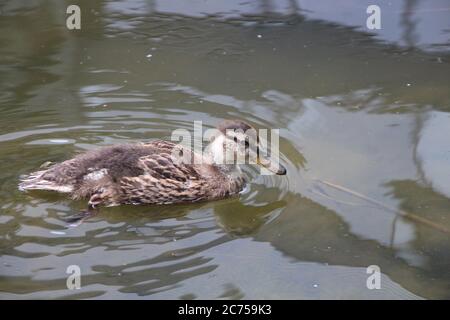 Ein Entenküchlein, das ein Mädchen ist, schwimmt auf dem Teich eines tschechischen Gewerbeparks in Prag Stockfoto