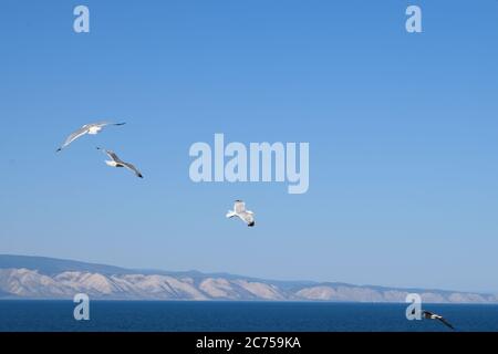Vega Möwen Fliegen Über Den Baikalsee Stockfoto