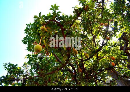 Größter Baobab Baum im Senegal Stockfoto