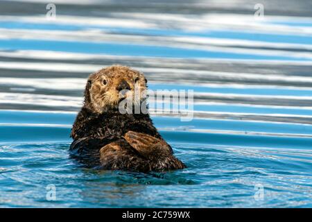 Seeotter schwimmend Stockfoto