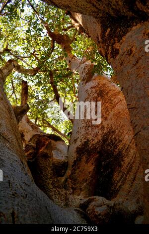 Größter Baobab Baum im Senegal Stockfoto