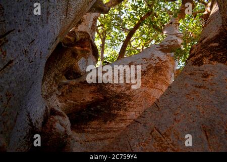 Größter Baobab Baum im Senegal Stockfoto