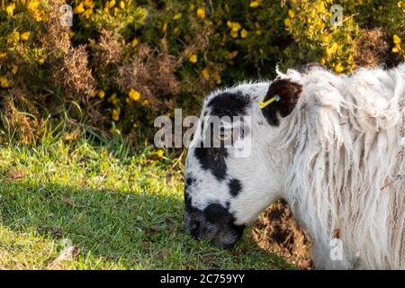 Portrait eines einzelnen Schafes, das auf Weide an der Küste von Norhtumberland, Großbritannien, grast Stockfoto