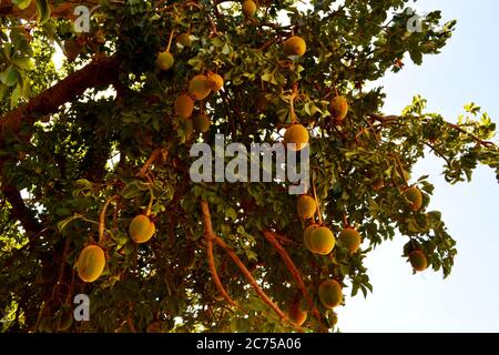 Größter Baobab Baum im Senegal Stockfoto