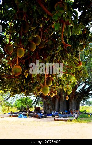 Größter Baobab Baum im Senegal Stockfoto