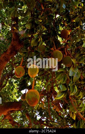 Größter Baobab Baum im Senegal Stockfoto