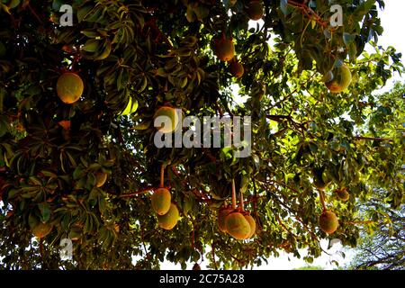 Größter Baobab Baum im Senegal Stockfoto