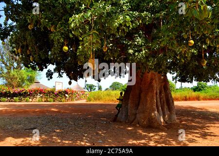 Größter Baobab Baum im Senegal Stockfoto