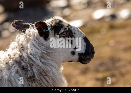 Portrait eines einzelnen Schafes, das auf Weide an der Küste von Norhtumberland, Großbritannien, grast Stockfoto