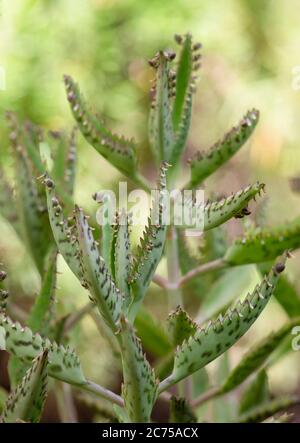 Mexikanische Hutpflanze ist eine Sukkulente Pflanze aus Madagaskar, Spanien. Stockfoto