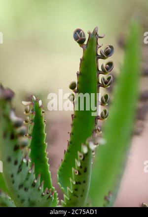 Mexikanische Hutpflanze, Nahaufnahme von Pflanztöpfen, ist eine Sukkulente Pflanze aus Madagaskar, Spanien. Stockfoto