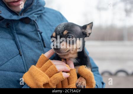 Chihuahua in den Händen einer Frau. Mädchen streichelte ihr Haustier. Stockfoto