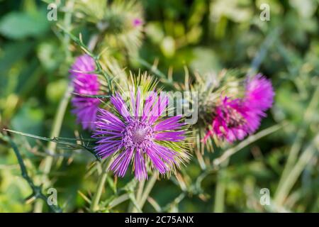 Cardoon Pflanze blüht im Sommer im Freien cynara cardunculus Stockfoto