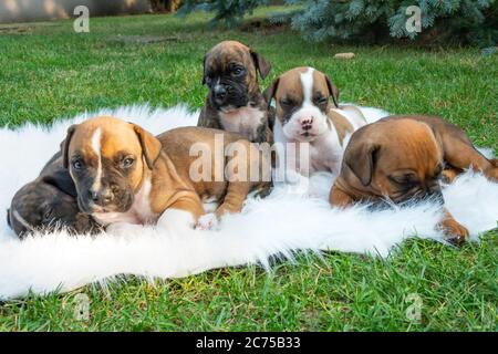 Boxerwelpen auf der Decke im Garten, Blick in den sonnigen Sommertag Stockfoto