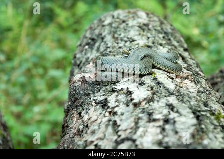 Gerollte Natrix Natrix Schlange auf dem Baumstamm, Blick in den Sommertag Stockfoto