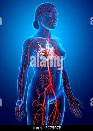 3d-Darstellung medizinisch genauer Darstellung weiblicher Arterien Stockfoto