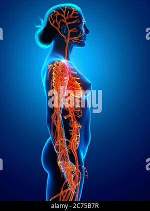 3d-Darstellung medizinisch akkurate Darstellung des Kreislaufsystems Stockfoto