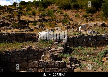 In Pergamon grasen Bergziegen auf felsigen Tundra im Hochland Stockfoto