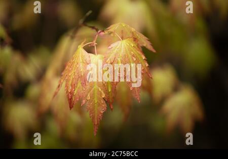 Japanischer Ahorn im Regen im Garten, Chipping, Preston, Lancashire, UK, Stockfoto