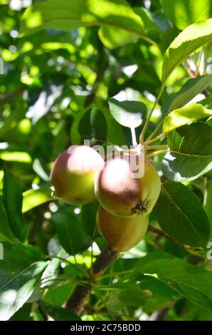 Apfel im Apfelgarten. Ein Apfel ist eine essbare Frucht, die von einem Apfelbaum (Malus domestica) produziert wird. Stockfoto