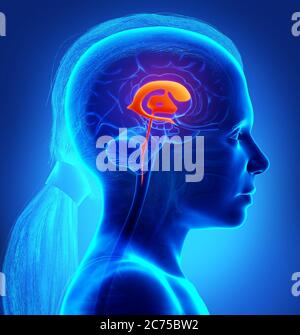 3d Rendering medizinische Illustration eines Mädchens Hirnventrikel Anatomie Stockfoto