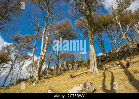 Woodland, Calgary Bay, Calgary, ein Weiler an der Nordwestküste der Isle of Mull, Argyll and Bute, Schottland, Vereinigtes Königreich. Stockfoto