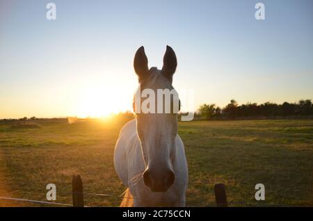 Lokales Pferd auf dem Bauernhof, Neuseeland. Stockfoto