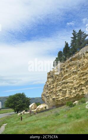 Kalksteinausbissfest, das den Felsschutz mit Maori-Felsen enthält Kunst gezeichnet mit Ocker und Vogelfett auf der Takiroa Rock Art-Site in der Nähe von Duntroon Dorf Stockfoto