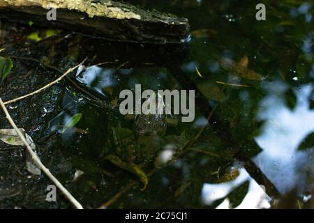 See Frosch im Teich, Art Pelophylax ridibundus, weiblich. Der größte Frosch in Russland Stockfoto