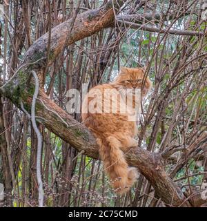 Eine wunderbare wilde rote Katze mit grünen Augen sitzt auf einem dicken Ast und schaut auf die Kamera. Stockfoto