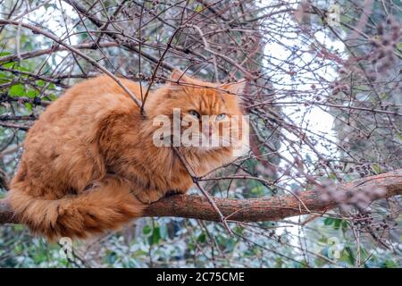 Eine wunderbare wilde rote Katze mit grünen Augen sitzt auf einem dicken Ast Stockfoto