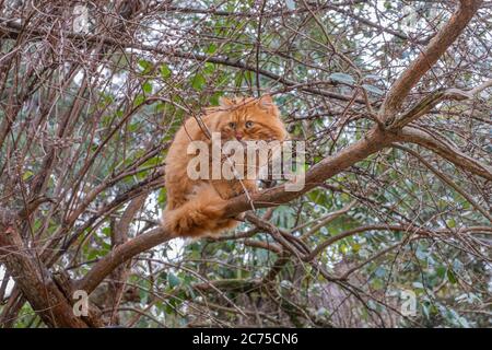 Eine wunderbare wilde rote Katze mit grünen Augen sitzt auf einem dicken Ast und starrt auf etwas. Stockfoto