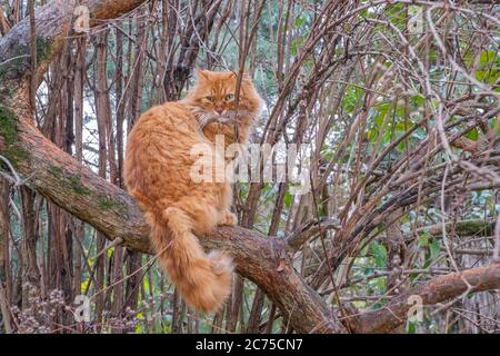 Eine wunderbare wilde rote Katze mit grünen Augen sitzt auf einem dicken Ast und blickt zurück. Stockfoto