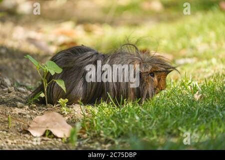 Meerschweinchen, langhaarige Meerschweinchen, die frei im Park in Spanien herumlaufen. Stockfoto