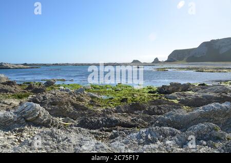 Die malerische Küste von Kaikoura ist der perfekte Ort für Meereslebewesen Begegnungen, Küstenwanderungen und stopfte in eine Platte von Krebsen. Stockfoto